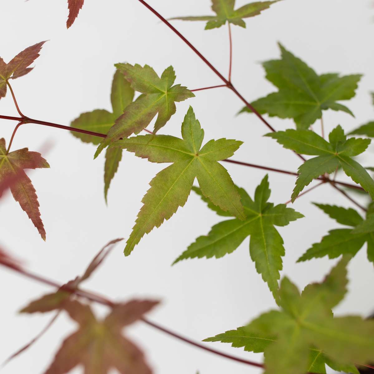Japanese maple - 3 pcs. - Acer palmatum - Height 60-70cm - ⌀19cm