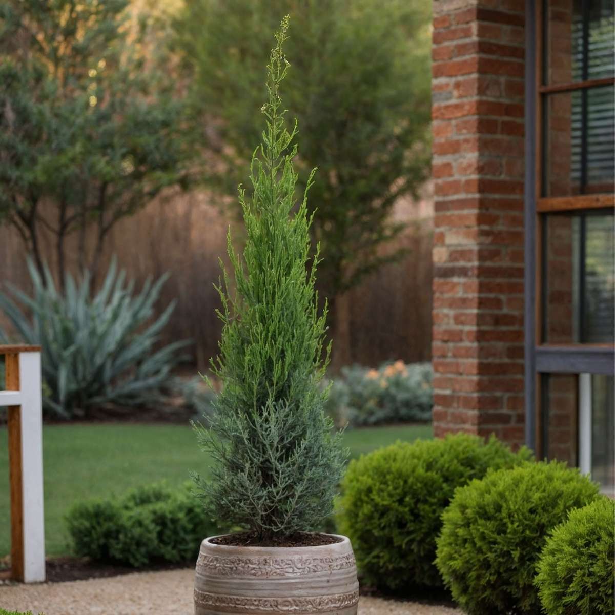 Cyprès de Provence - Cupressus sempervirens 'Totem' - Hauteur 60-80cm - ⌀19cm - TD Plantz