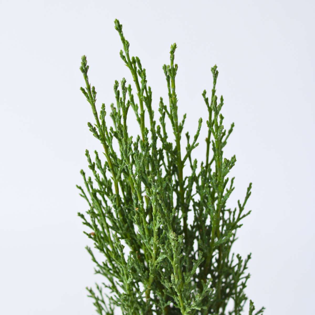 Cyprès de Provence - Cupressus sempervirens 'Totem' - Hauteur 60-80cm - ⌀19cm - TD Plantz