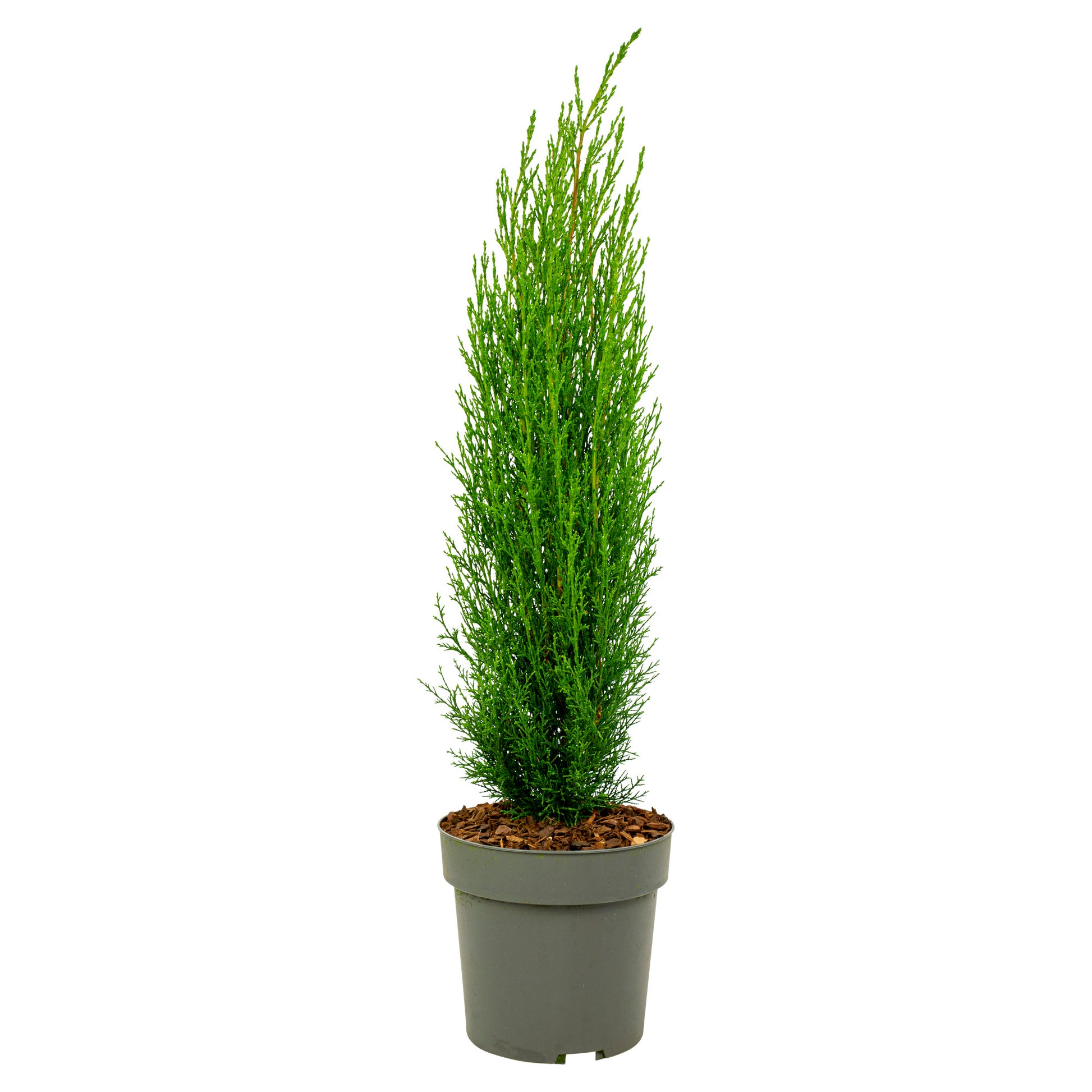 Cyprès de Provence - Cupressus sempervirens 'Totem' - Hauteur 60-80cm - ⌀19cm - TD Plantz