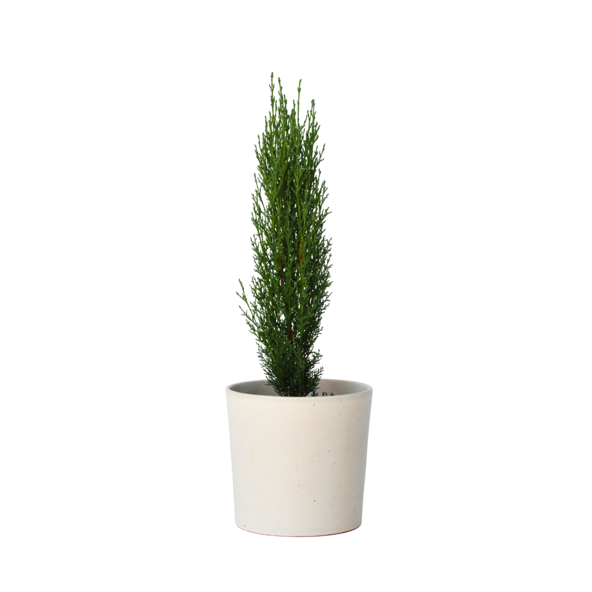 Cyprès de Provence - Cupressus sempervirens 'Totem' - Hauteur 60-80cm - ⌀19cm - TD Plantz
