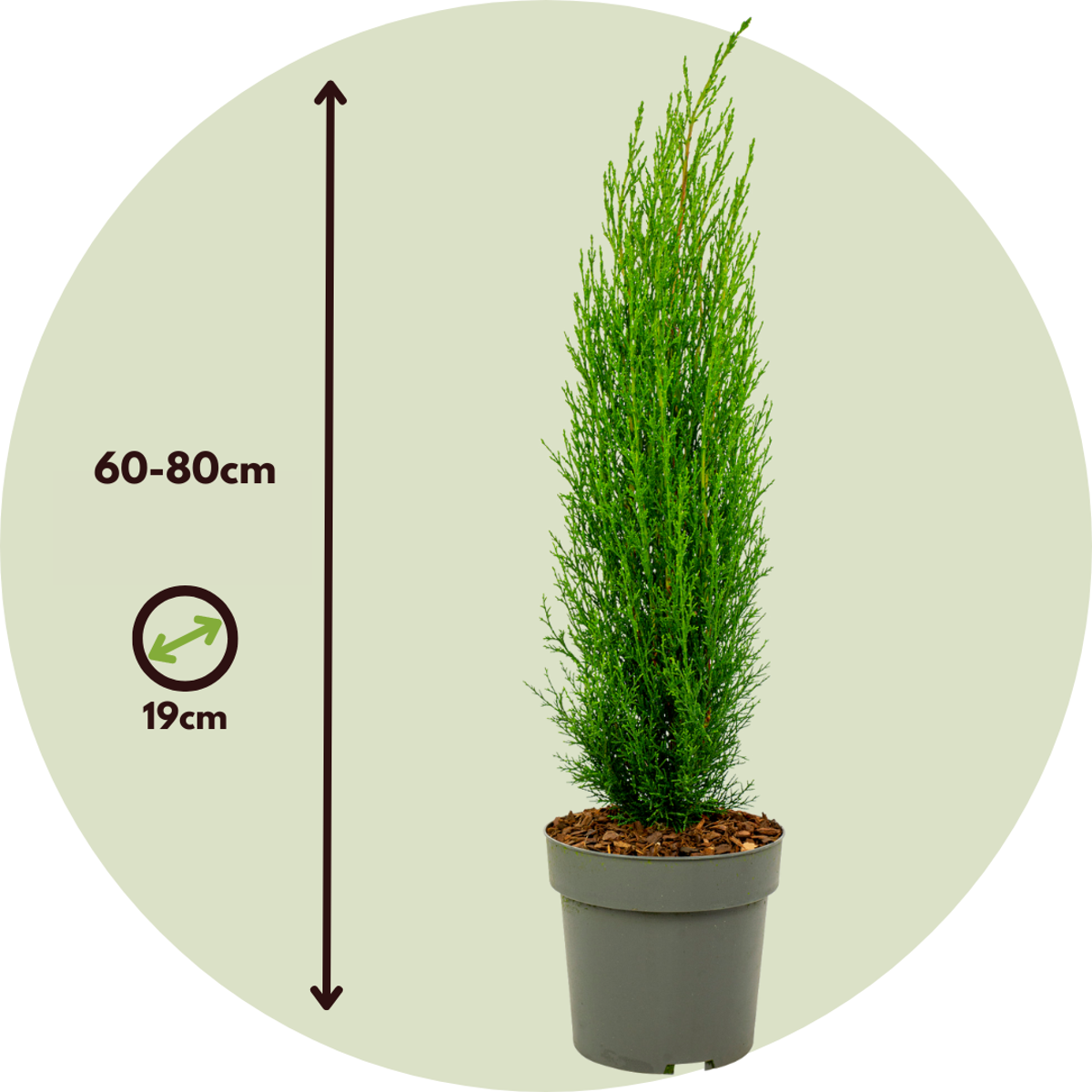 Cyprès de Provence - Cupressus sempervirens 'Totem' - Hauteur 60-80cm - ⌀19cm - TD Plantz