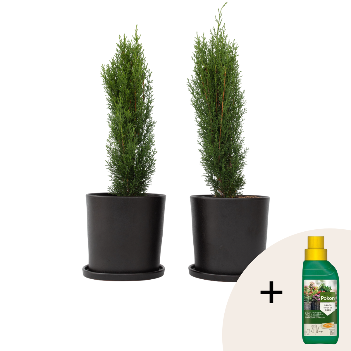 Cyprès de Provence - Set de 2 - Cupressus 'Totem' - H60-80cm - ⌀19cm