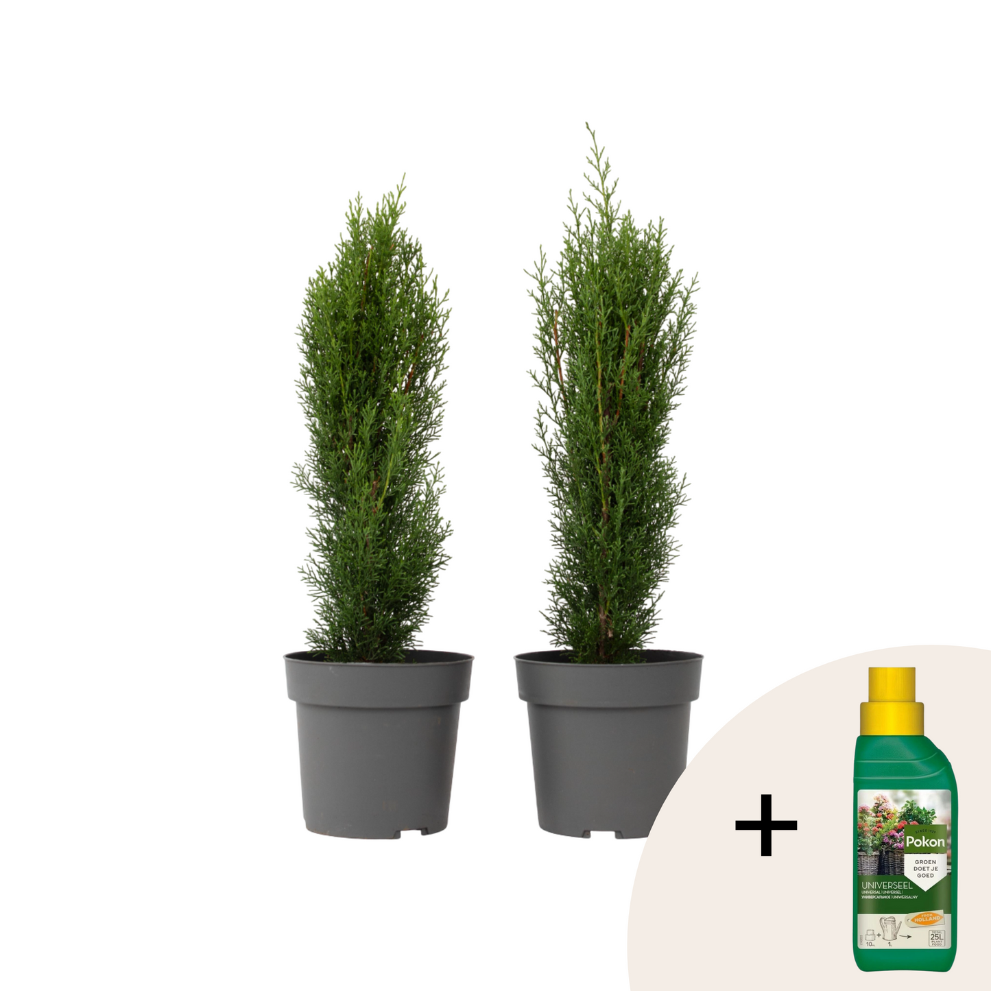 Cyprès de Provence - Set de 2 - Cupressus 'Totem' - H60-80cm - ⌀19cm
