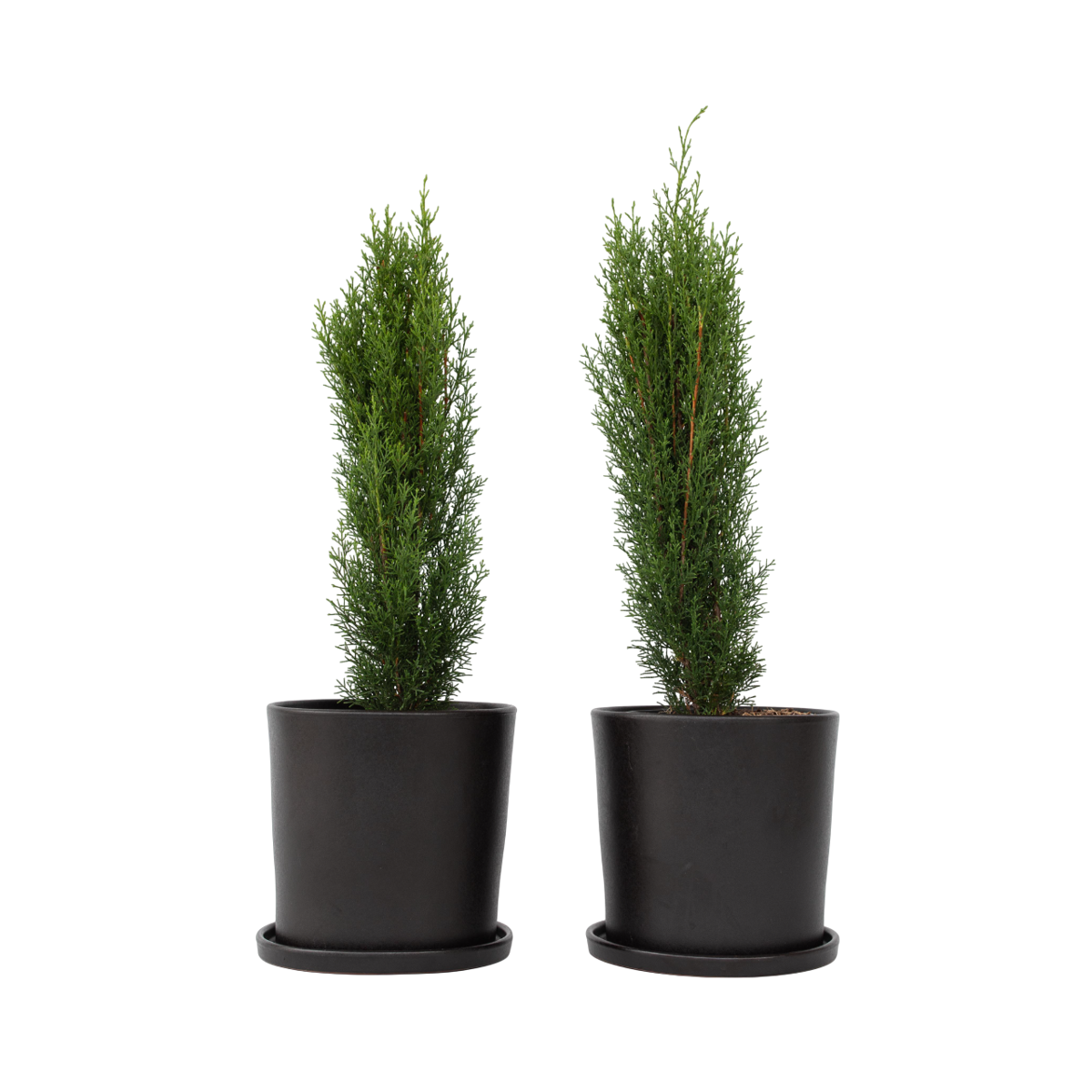 Cyprès de Provence - Set de 2 - Cupressus 'Totem' - H60-80cm - ⌀19cm