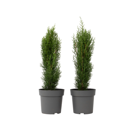 Cyprès de Provence - Set de 2 - Cupressus 'Totem' - H60-80cm - ⌀19cm