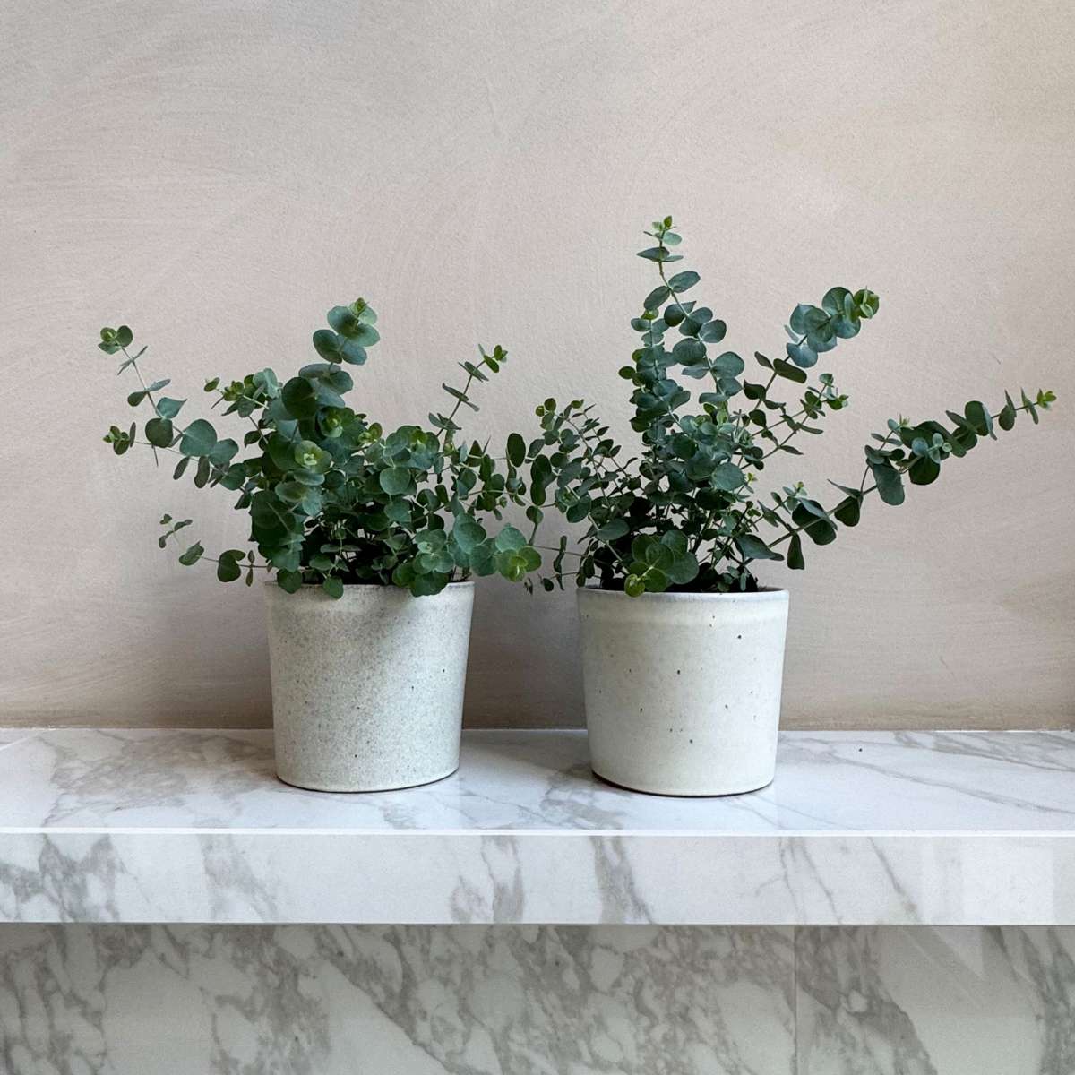 Gommier - Set de 4 - Eucalyptus 'Pulverulenta' - Hauteur 25-40cm - ⌀12cm
