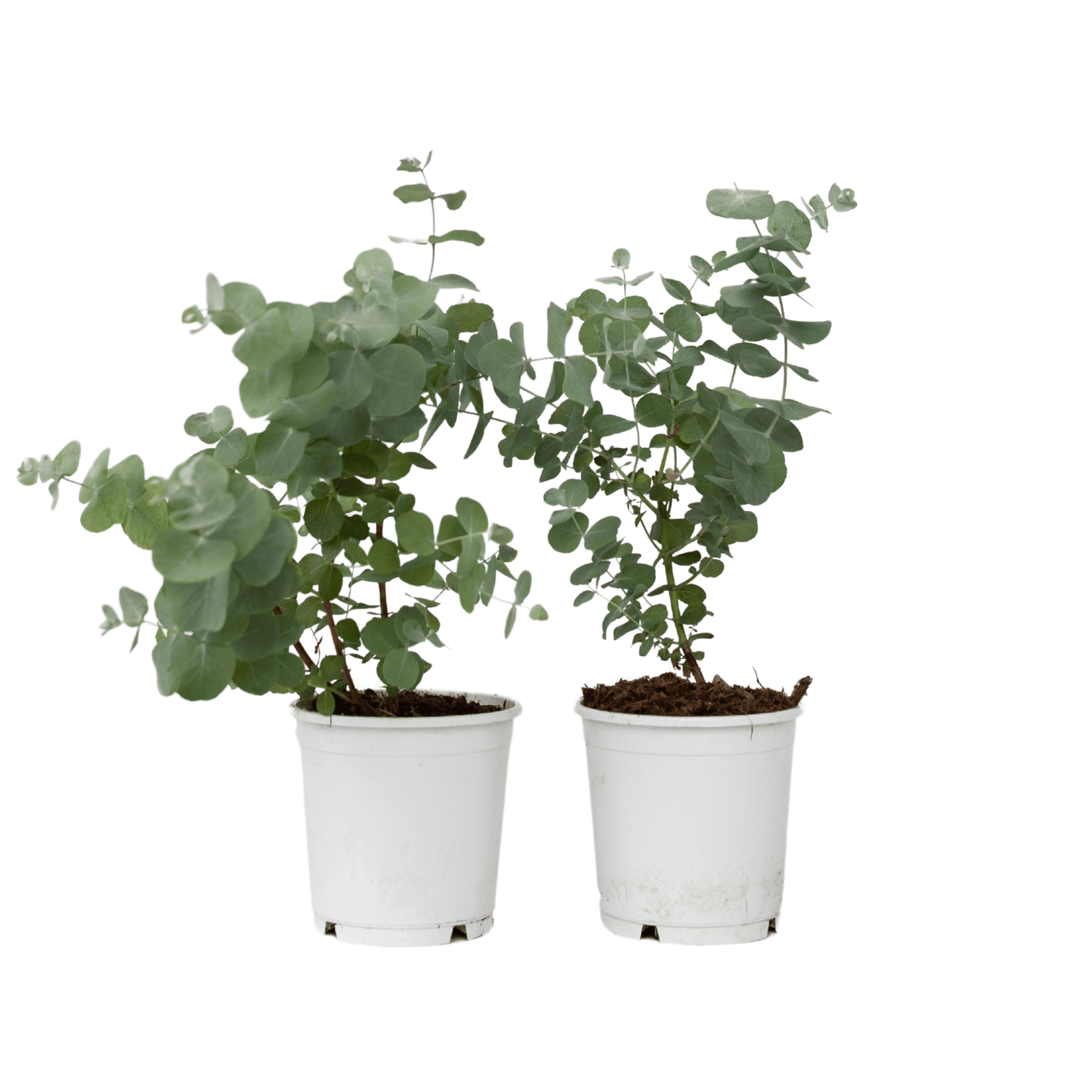 Gum bush - 2 pcs. - Eucalyptus 'Pulverulenta' - Height 25-40cm - ⌀13cm