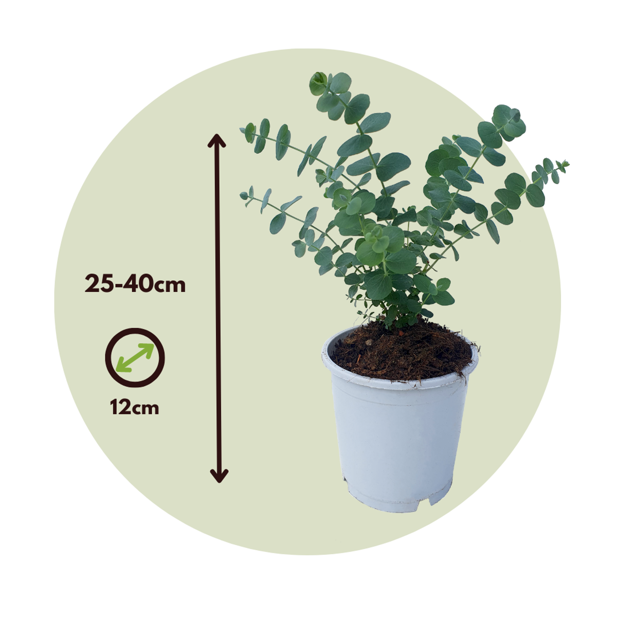 Gum bush - 2 pcs. - Eucalyptus 'Pulverulenta' - Height 25-40cm - ⌀13cm
