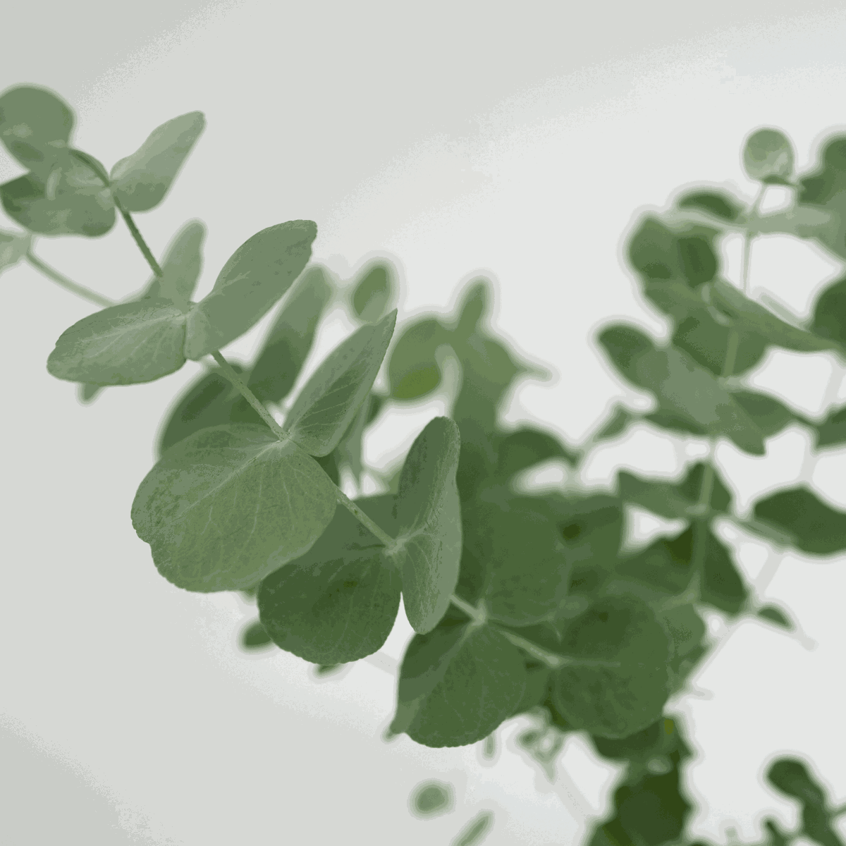 Gommier - Set de 4 - Eucalyptus 'Pulverulenta' - Hauteur 25-40cm - ⌀12cm