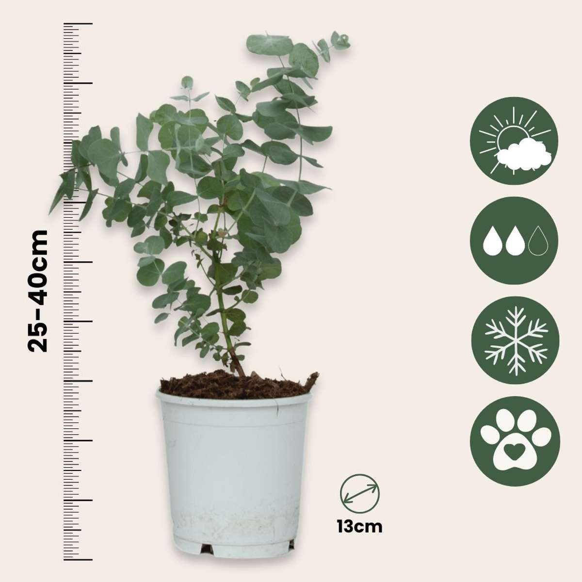 Gommier - Set de 4 - Eucalyptus 'Pulverulenta' - Hauteur 25-40cm - ⌀12cm
