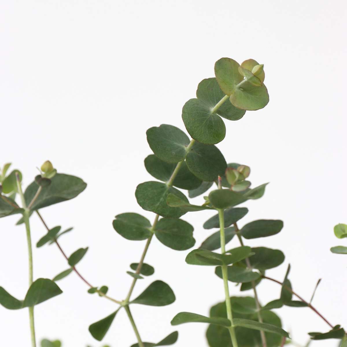 Gommier - Set de 2 - Eucalyptus pulverulenta 'Baby Blue' - H35-45cm - ⌀15cm - TD Plantz