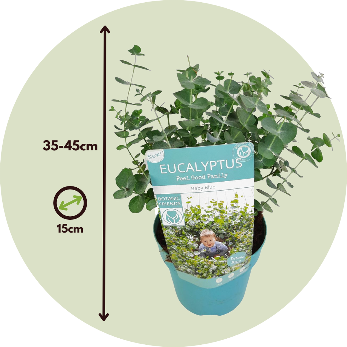 Gommier - Set de 2 - Eucalyptus pulverulenta 'Baby Blue' - H35-45cm - ⌀15cm - TD Plantz
