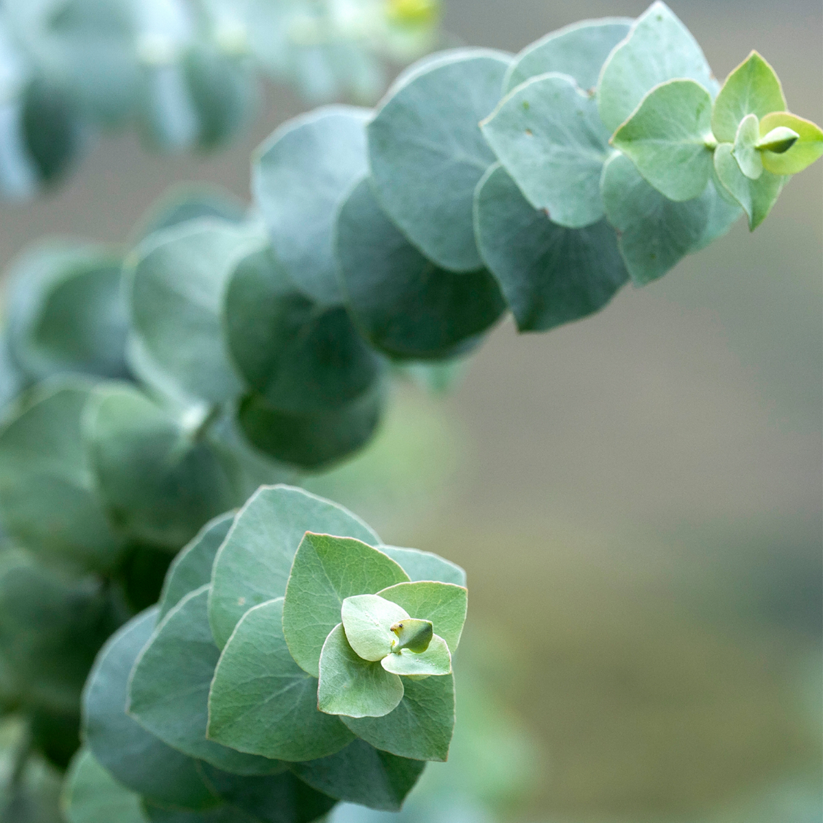 Gommier - Eucalyptus pulverulenta 'Baby Blue' - Hauteur 40-50cm - ⌀19cm