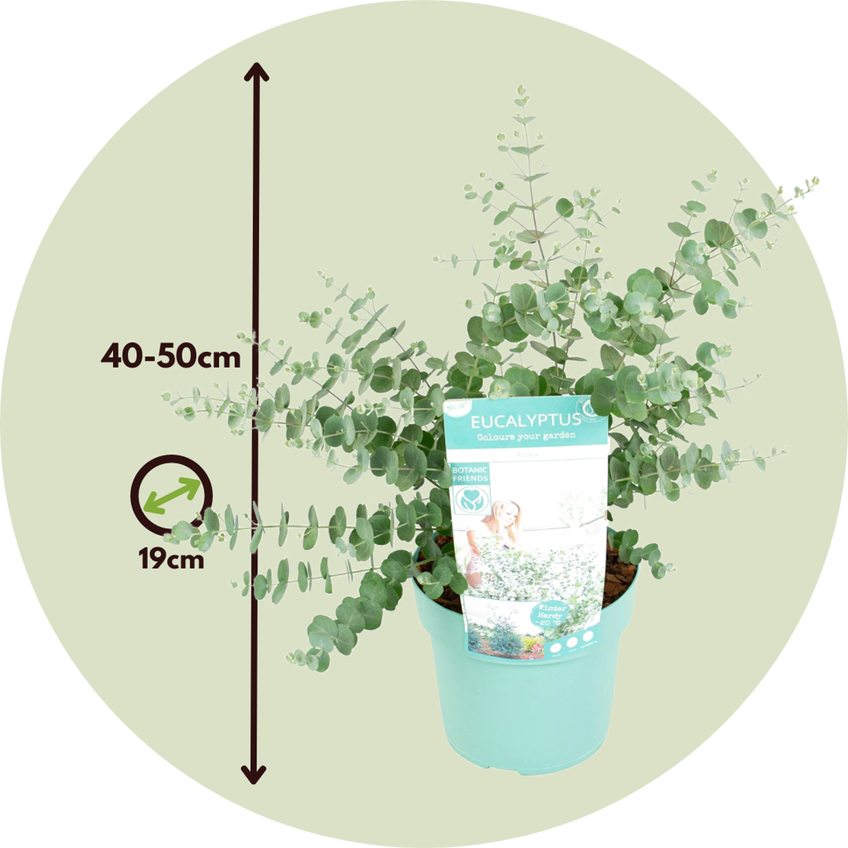 Gum bush - 2 pcs. - Eucalyptus pulverulenta 'Baby Blue' - Height 40-50cm - ⌀19cm
