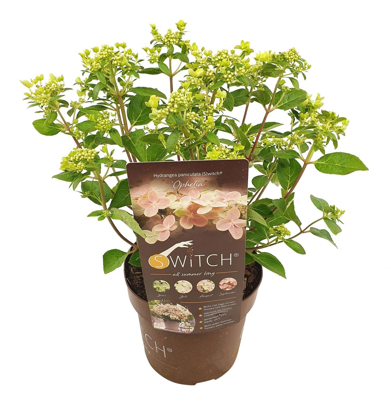 Hortensia - Hydrangea paniculata '(S)witch Ophelia' - Hauteur 30-40cm - ⌀19cm
