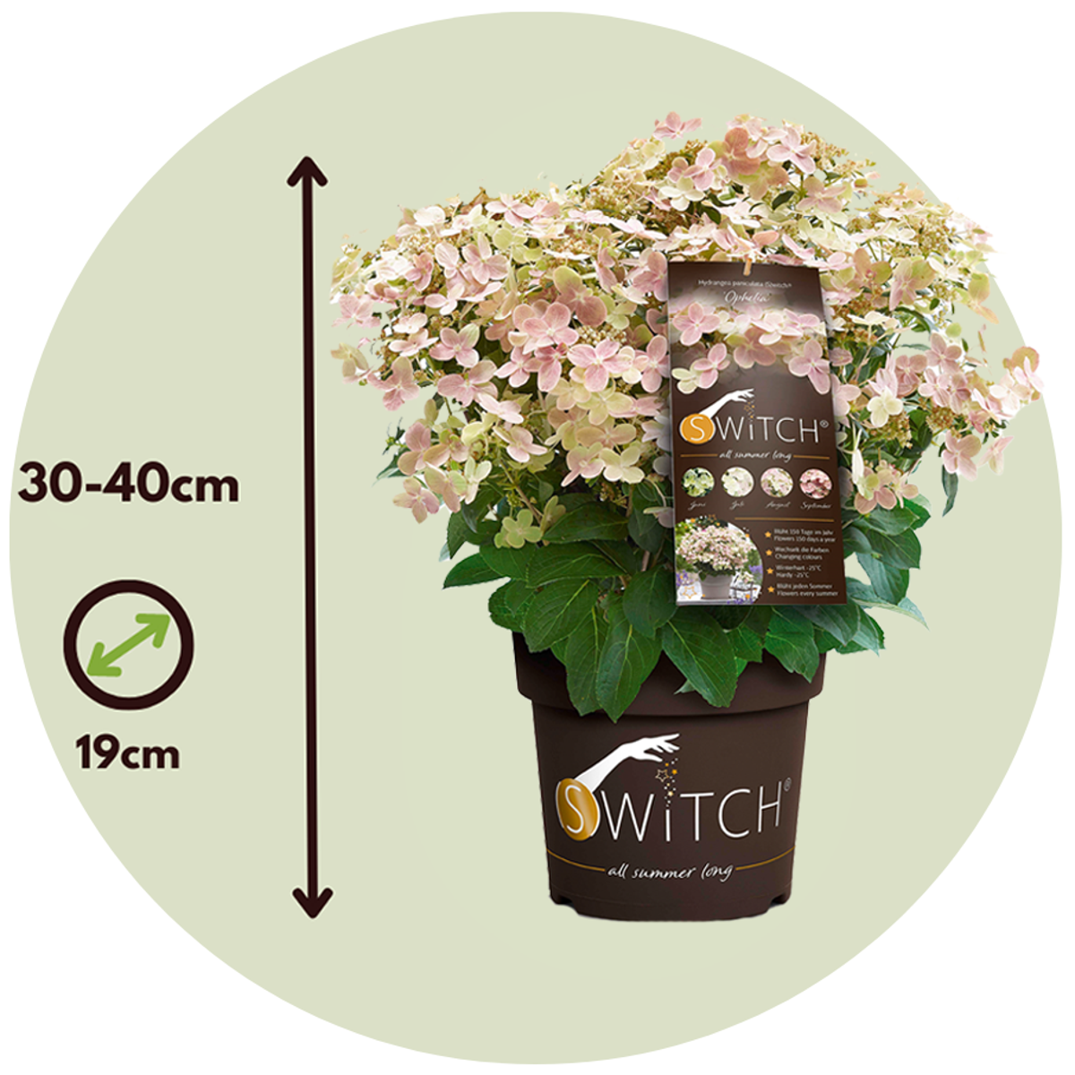 Hortensia - Hydrangea paniculata '(S)witch Ophelia' - Hauteur 30-40cm - ⌀19cm