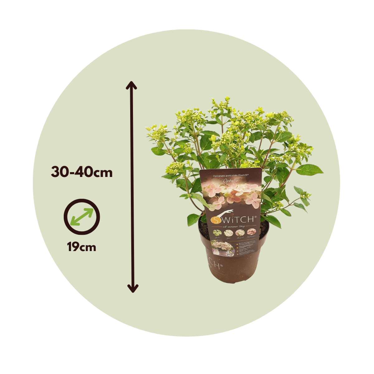 Hortensia - Set de 2 - Hydrangea paniculata 'Switch Ophelia' - H30-40cm - ⌀19cm