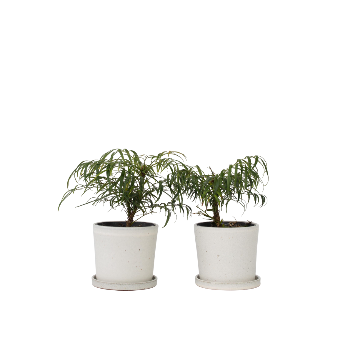 Mahonia - Set de 2 - Mahonia eurybracteata - Hauteur 30-40cm - ⌀13cm
