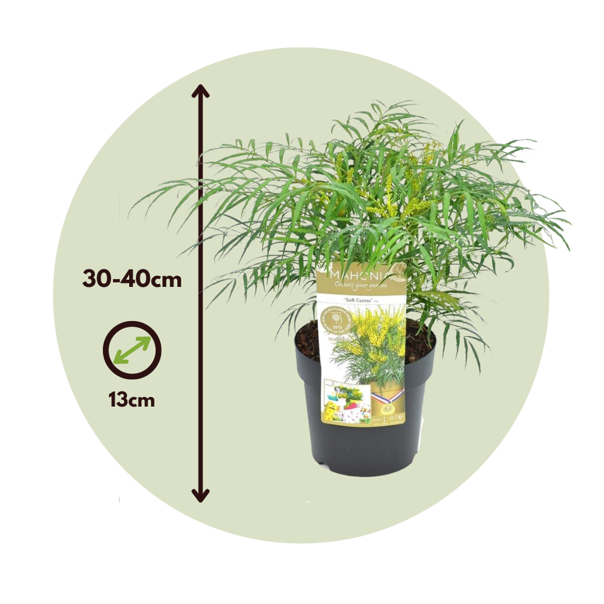Mahonia - Set de 2 - Mahonia eurybracteata - Hauteur 30-40cm - ⌀13cm