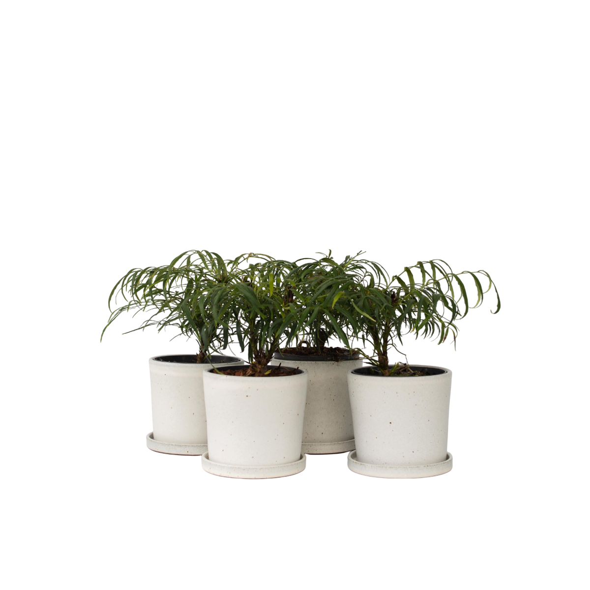 Mahonia à grandes bractées - Set de 4 - Mahonia eurybracteata - H30-40cm - ⌀13cm