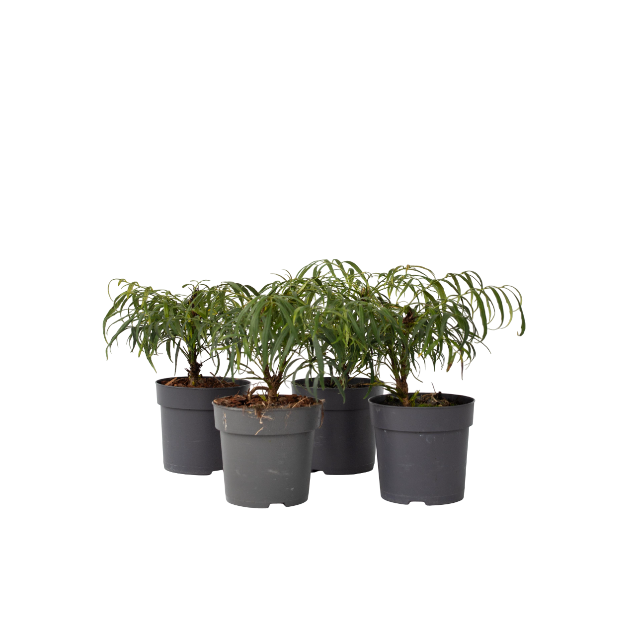 Mahonia à grandes bractées - Set de 4 - Mahonia eurybracteata - H30-40cm - ⌀13cm