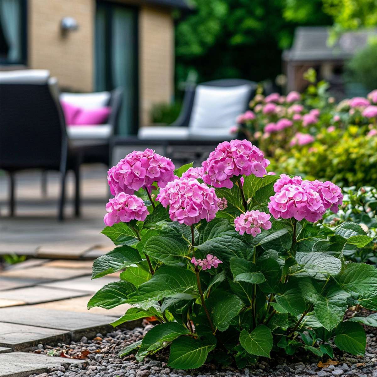 Hortensia - Set de 2 - Hydrangea 'Pink Annabelle' - Hauteur 40-50cm - ⌀19cm