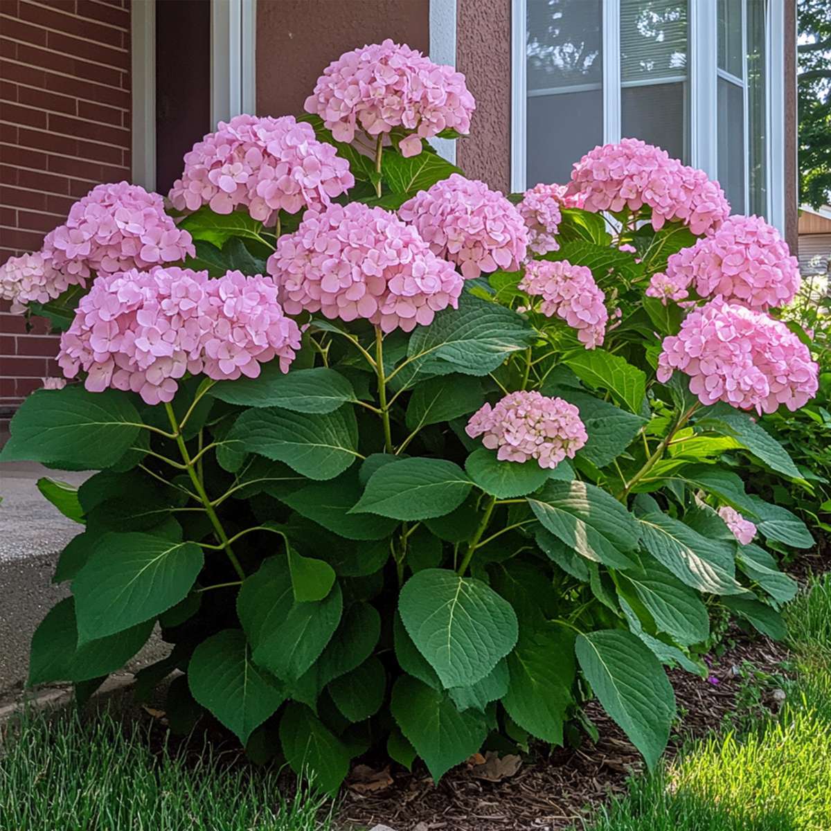 Hortensia - Set de 2 - Hydrangea 'Pink Annabelle' - Hauteur 40-50cm - ⌀19cm