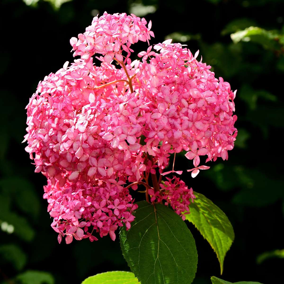 Hortensia - Set de 2 - Hydrangea 'Pink Annabelle' - Hauteur 40-50cm - ⌀19cm