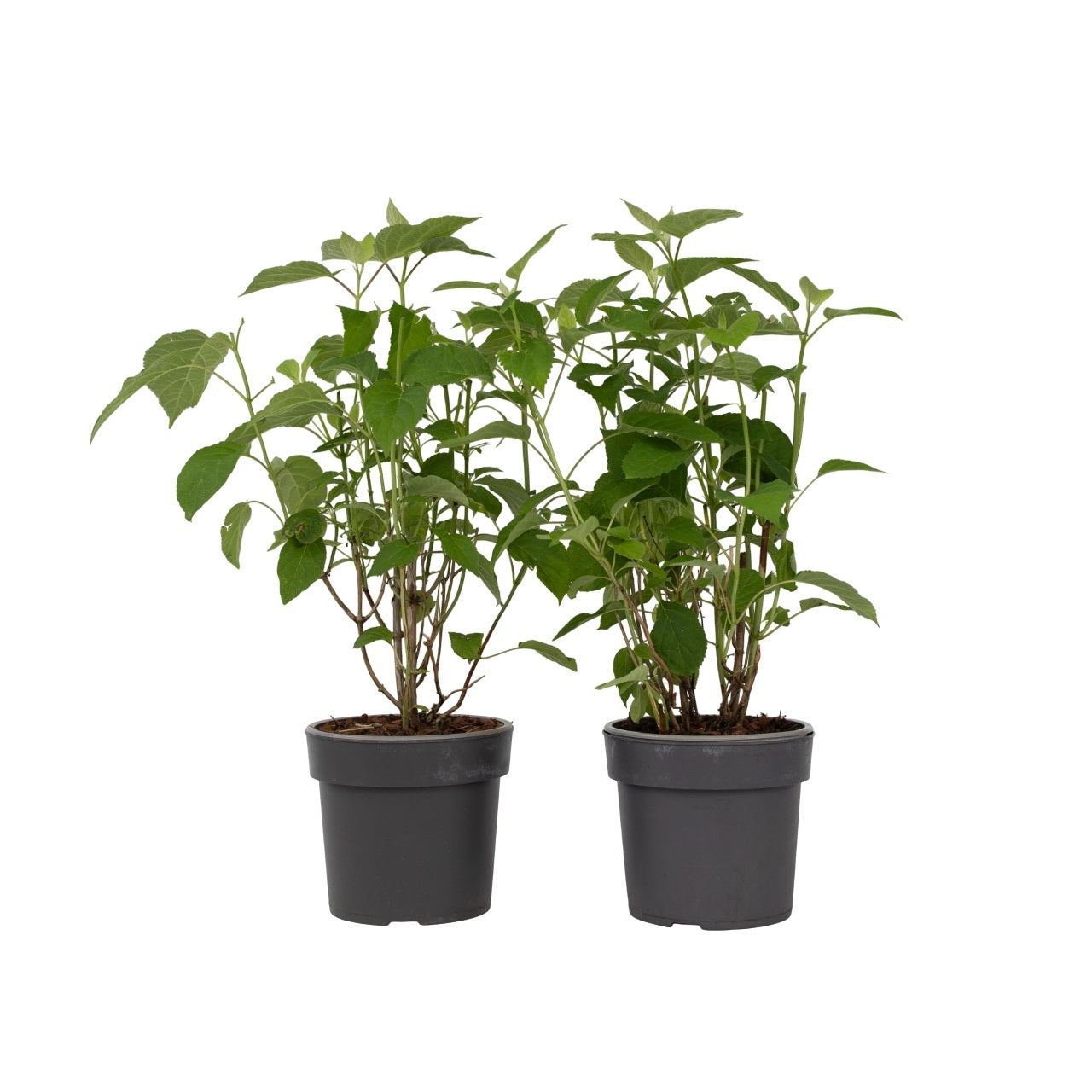 Hortensia - Set de 2 - Hydrangea 'Strong Annabelle' - Hauteur 30-40cm - ⌀19cm - TD Plantz