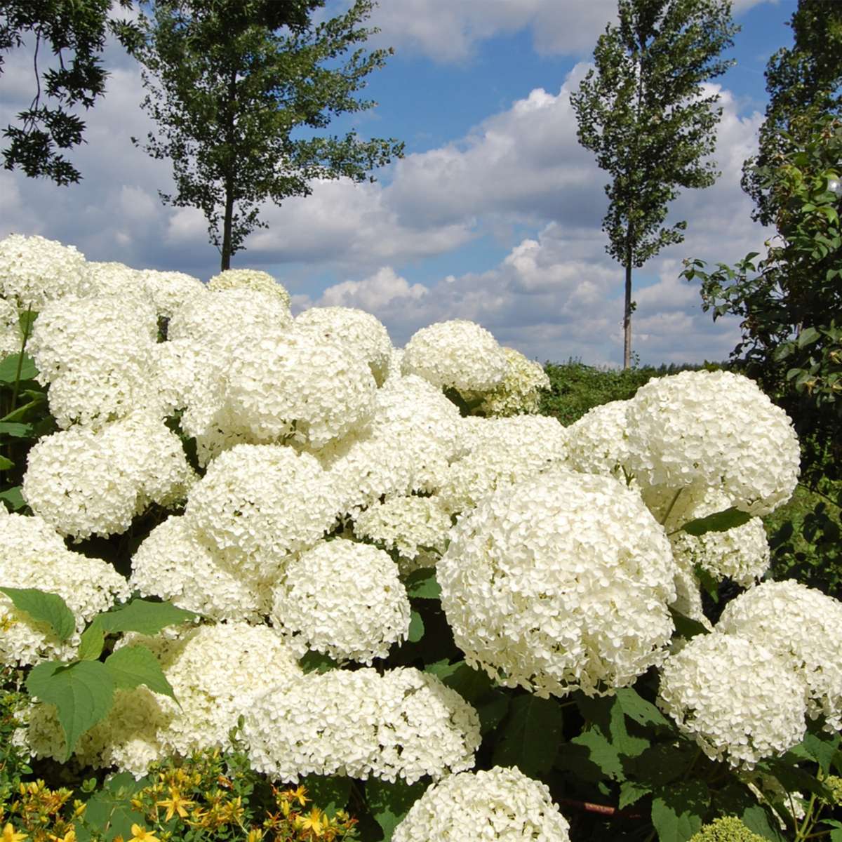 Hortensia - Set de 3 - Hydrangea 'Strong Annabelle' - Hauteur 30-40cm - ⌀19cm