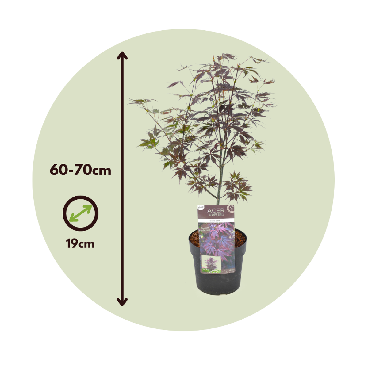 Japanese maple - Acer palmatum 'Black Lace' - Height 60-70cm - ⌀19cm