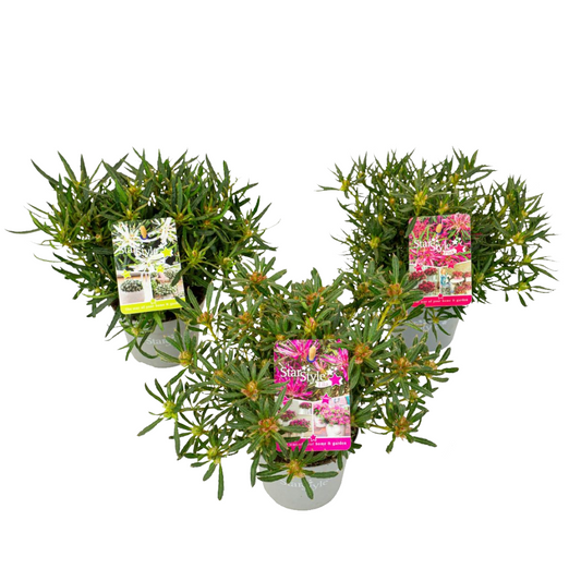 Azalée - Set de 3 - Rhododendron azalea 'StarStyle' - Hauteur 25-35cm - ⌀10,5cm - TD Plantz