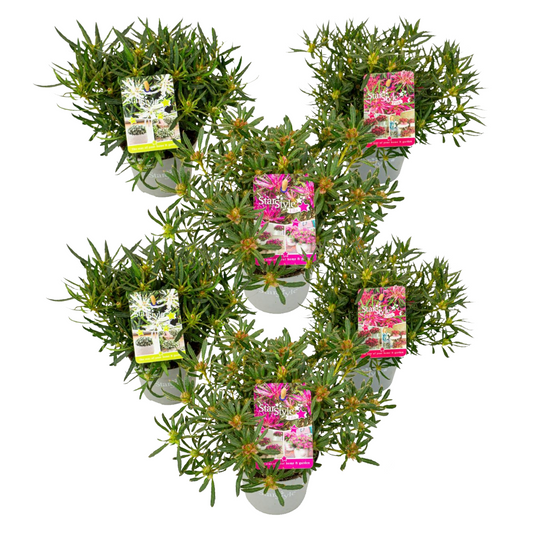 Azalée - Set de 6 - Rhododendron azalea 'StarStyle' - Hauteur 25-35cm - ⌀10,5cm