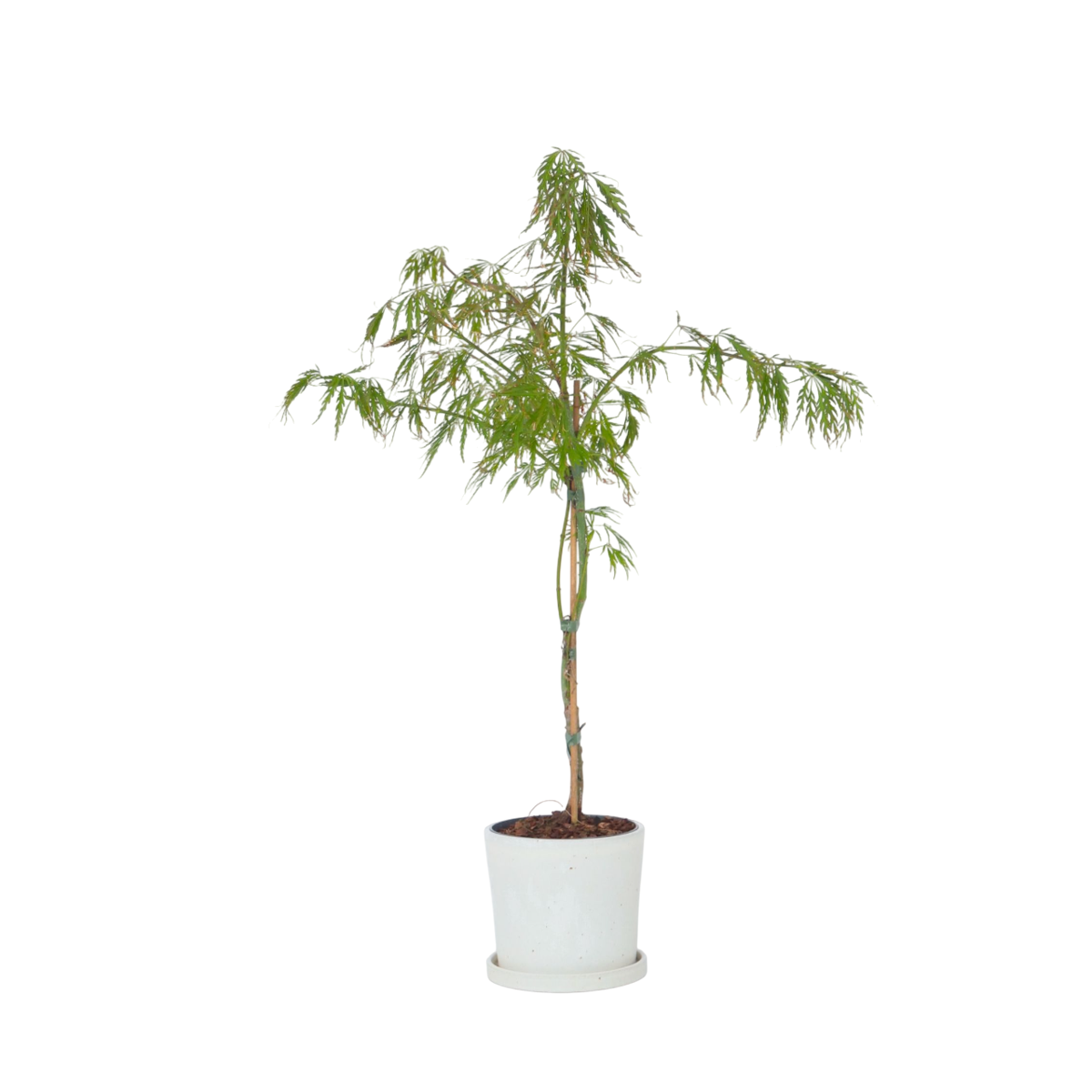 Japanese maple - Acer palmatum 'Inaba-shidare' - Height 30-40cm - ⌀13cm