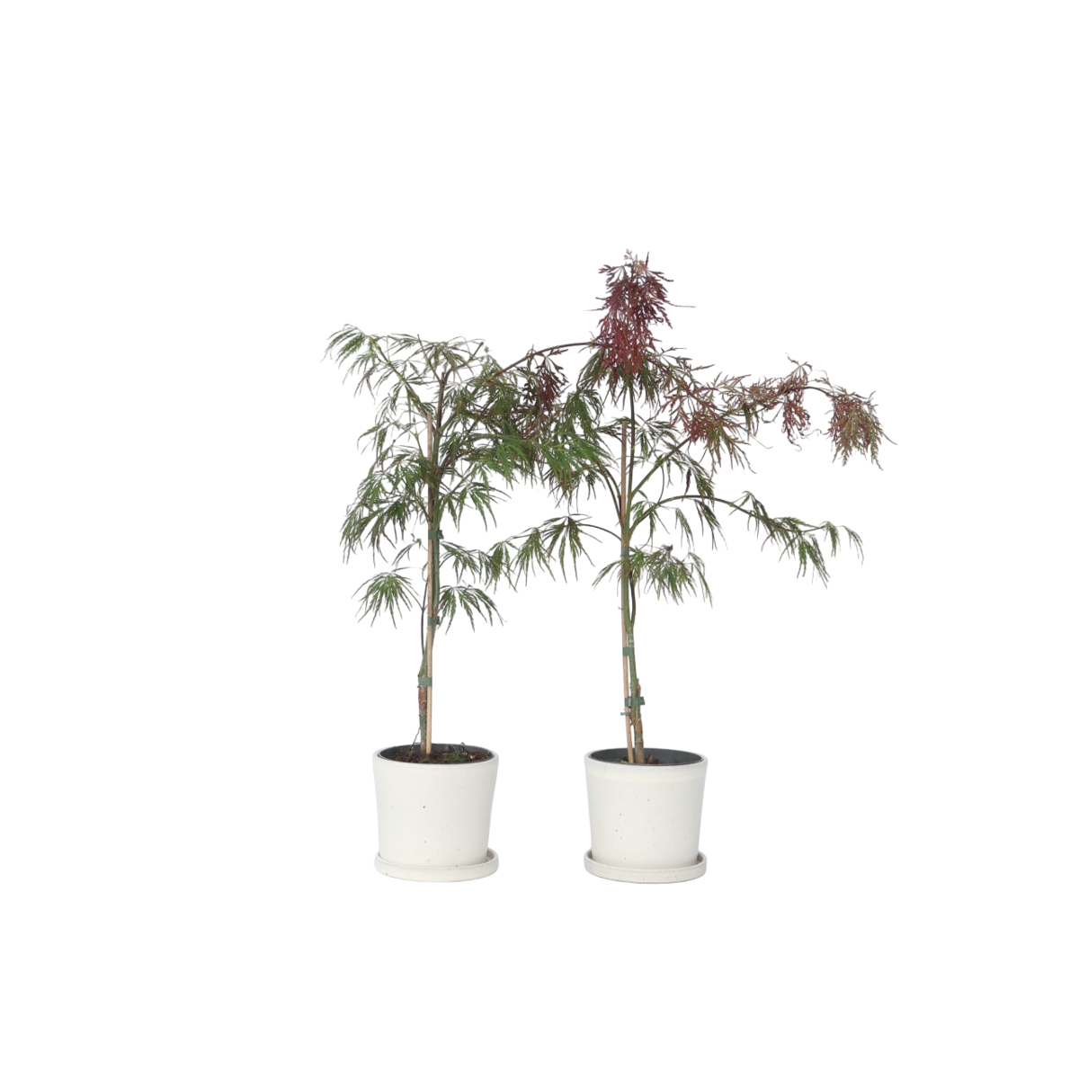 Érable du Japon - Set de 2 - Acer palmatum 'Inaba-shidare' - H30-40cm - ⌀13cm - TD Plantz