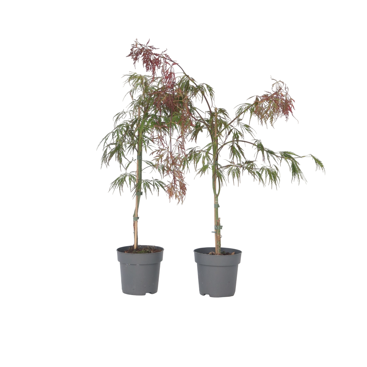 Érable du Japon - Set de 2 - Acer palmatum 'Inaba-shidare' - H30-40cm - ⌀13cm - TD Plantz