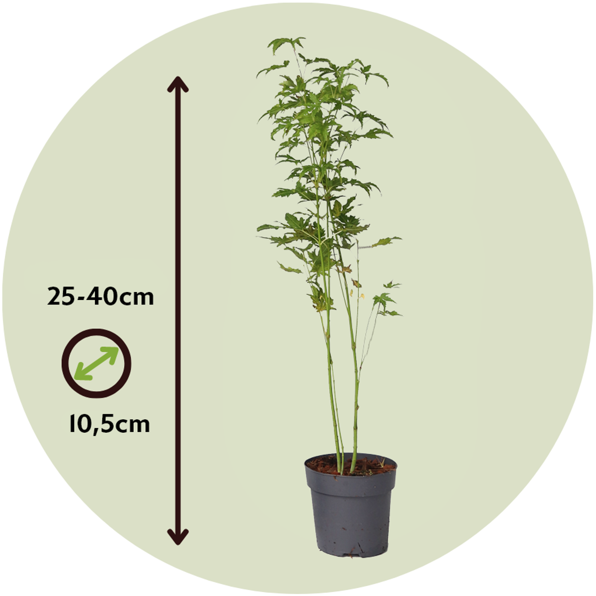 Japanese maple - 4 pcs. - Acer palmatum 'Going Green' - Height 25-40cm - ⌀10,5cm