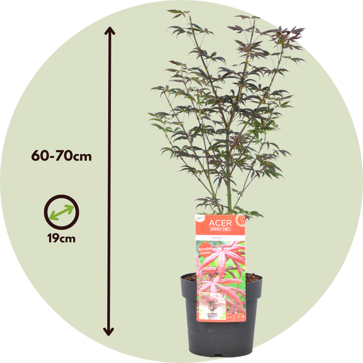 Japanese maple - Acer palmatum 'Starfish' - Height 60-70cm - ⌀19cm