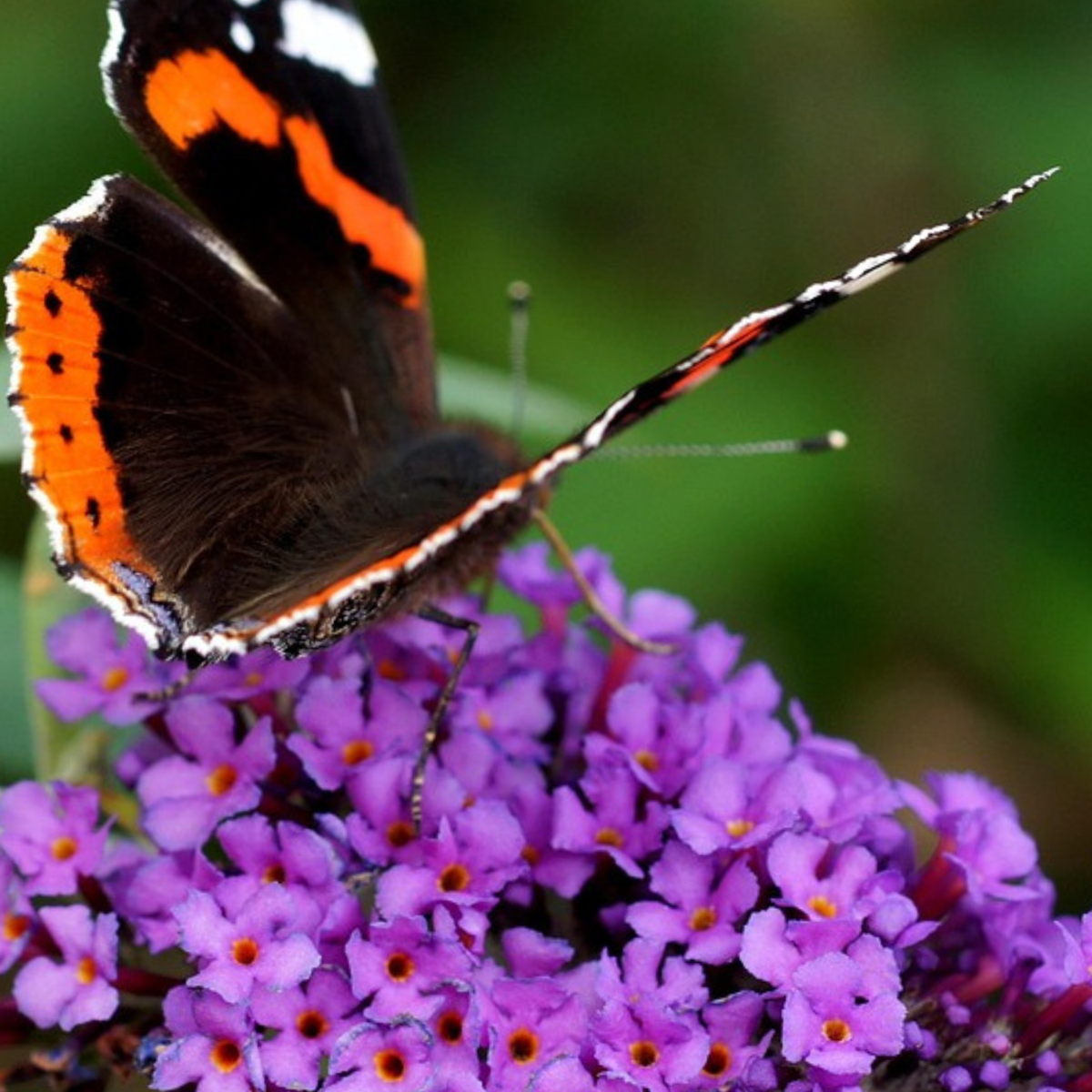 Arbre à papillons - Buddleja davidii 'Candy' - Hauteur 30-40cm - ⌀19cm