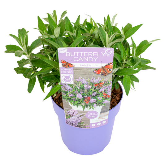 Arbre à papillons - Buddleja davidii 'Candy' - Hauteur 30-40cm - ⌀19cm