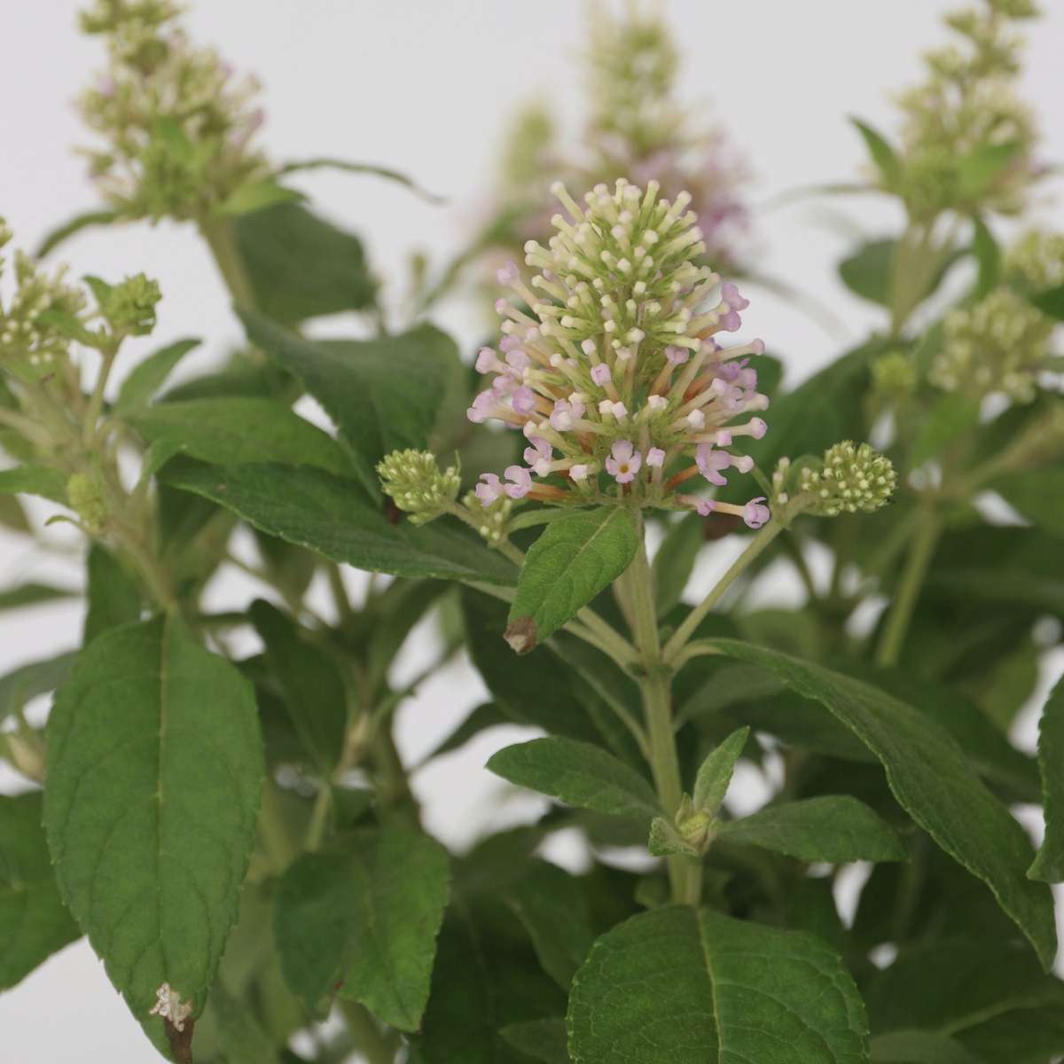 Summer lilac - Buddleja davidii 'Candy' - Height 30-40cm - ⌀19cm