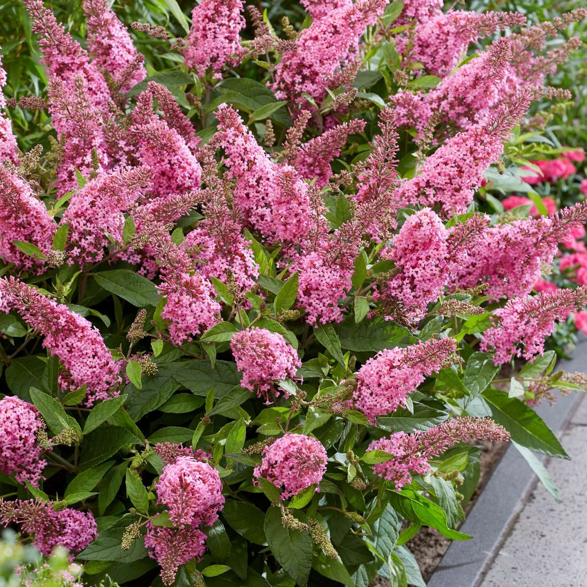 Summer lilac - Buddleja davidii 'Candy' - Height 30-40cm - ⌀19cm