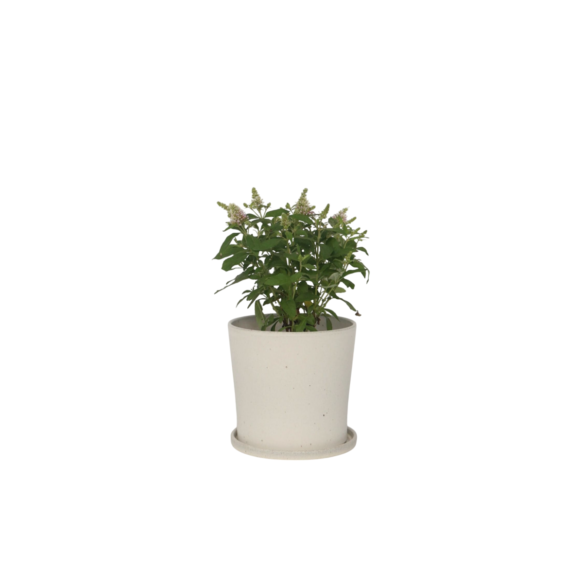 Summer lilac - Buddleja davidii 'Candy' - Height 30-40cm - ⌀19cm