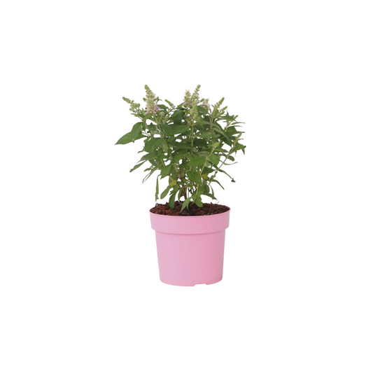 Arbre à papillons - Buddleja davidii 'Candy' - Hauteur 30-40cm - ⌀19cm - TD Plantz