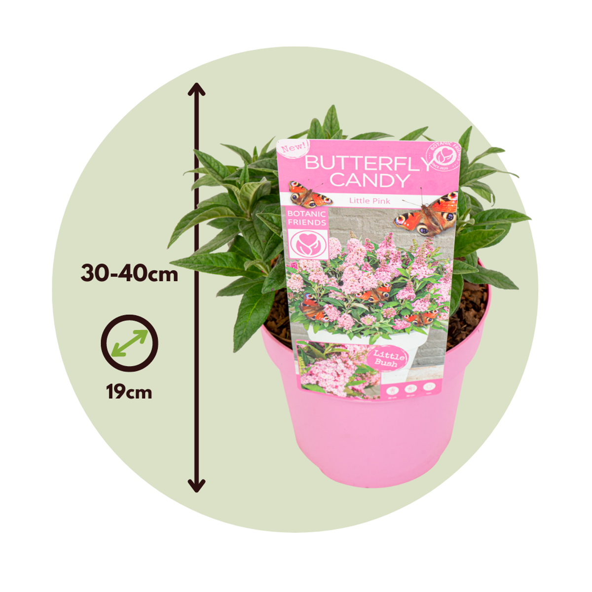 Summer lilac - Buddleja davidii 'Candy' - Height 30-40cm - ⌀19cm