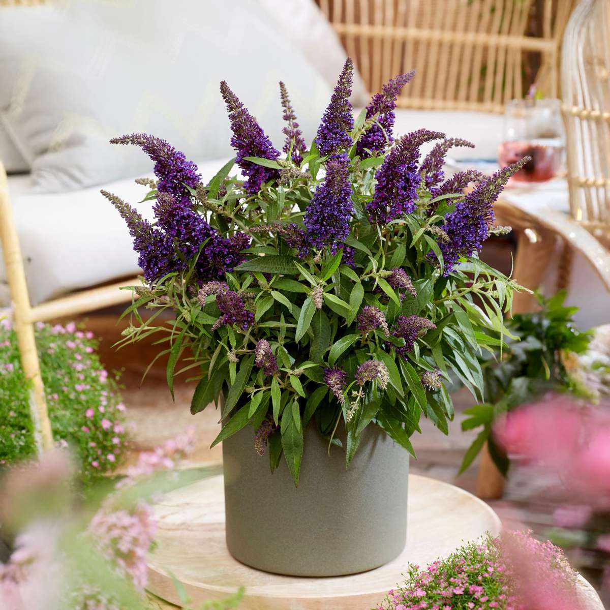 Arbre à papillons - Buddleja davidii 'Candy' - Hauteur 30-40cm - ⌀19cm