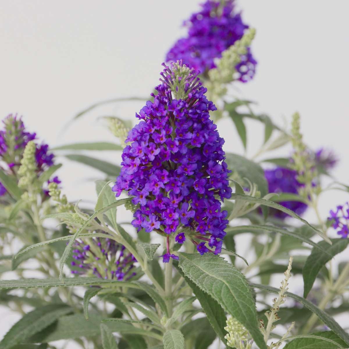 Arbre à papillons - Buddleja davidii 'Candy' - Hauteur 30-40cm - ⌀19cm