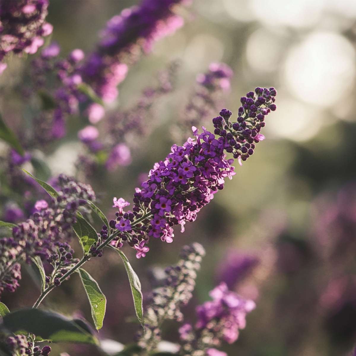 Summer lilac - Buddleja davidii 'Candy' - Height 30-40cm - ⌀19cm