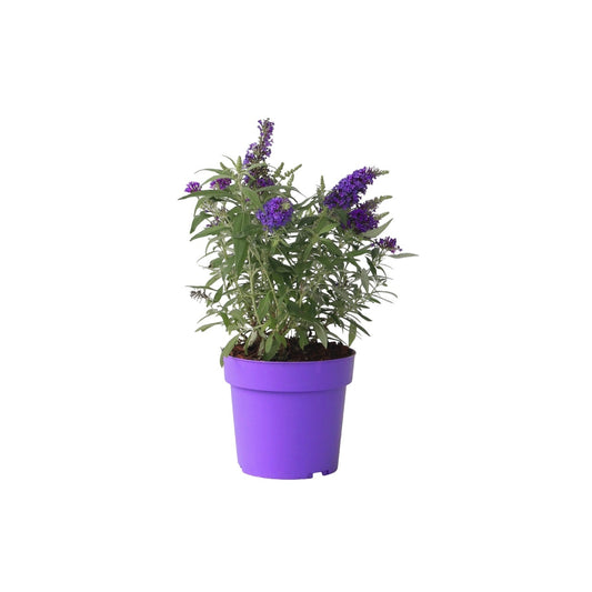 Arbre à papillons - Buddleja davidii 'Candy' - Hauteur 30-40cm - ⌀19cm